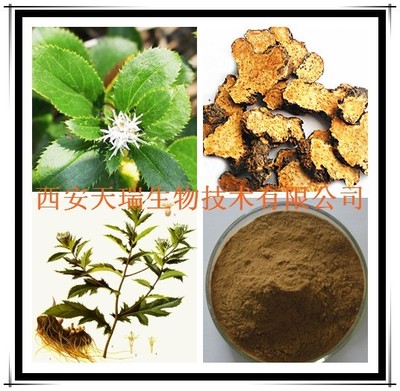 蒼術浸膏粉 植物提取物研發(fā)的前沿探索與應用價值