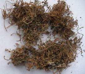 菠蘿香蕉苦瓜酵素的市場(chǎng)價(jià)格分析及植物提取物研發(fā)趨勢(shì)